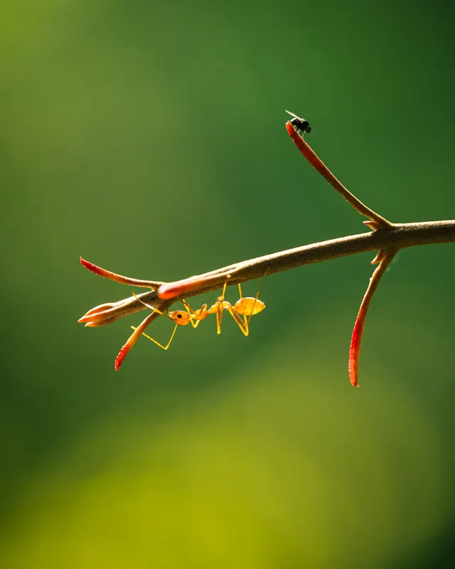 Ant beside another small insect on a leaf.