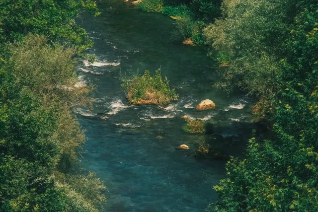 River bordered by dense green woodland.