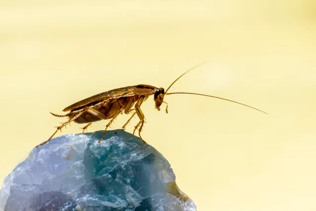 Close-up macro photograph of a cockroach.