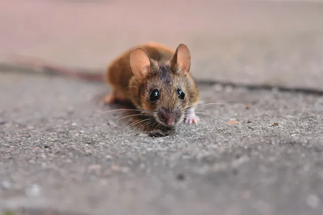 Small brown mouse facing forward on a textured concrete surface.