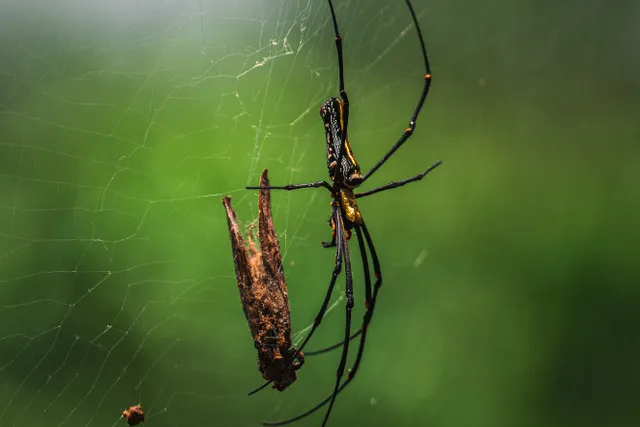 Spider and webbing against a green background.