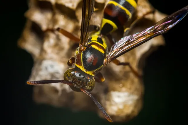 Close-up wasp showing yellow and black markings.