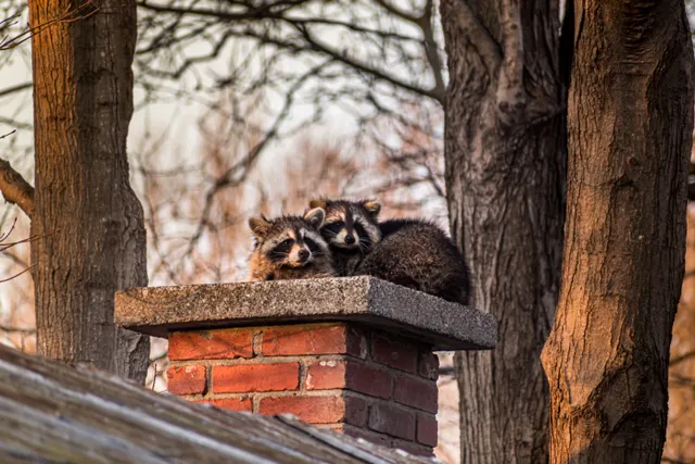 Two raccoons peering beside a brick chimney between trees.